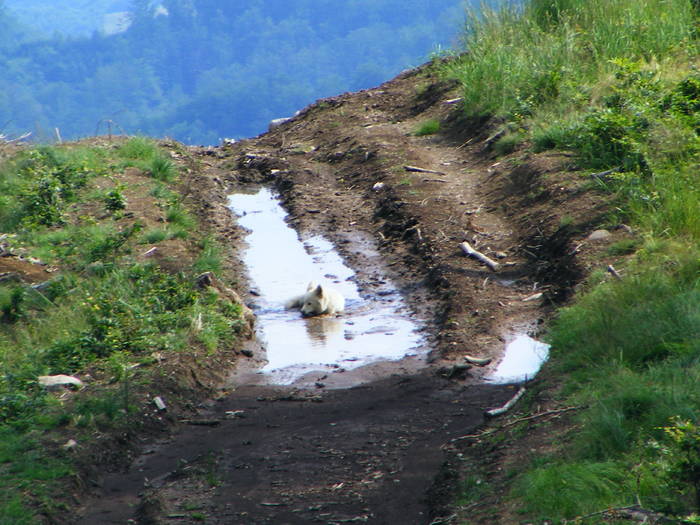 DSCF3326 - Suior Poiana Mlejnita Varful Secatura Creasta Cocosului  din Muntii Guta