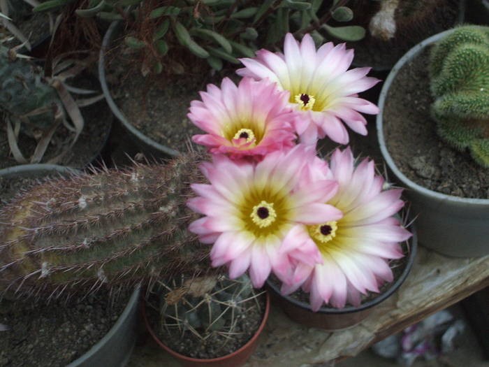 Notocactus rutilans