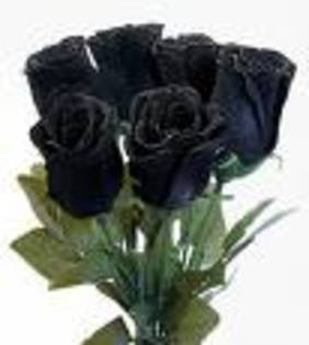 yge346 - trandafiri negri