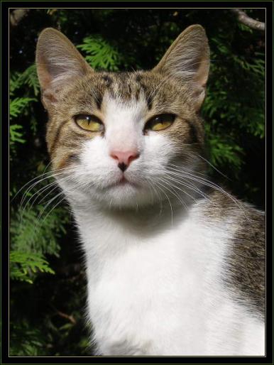 3465P9034041b_450_x_600_