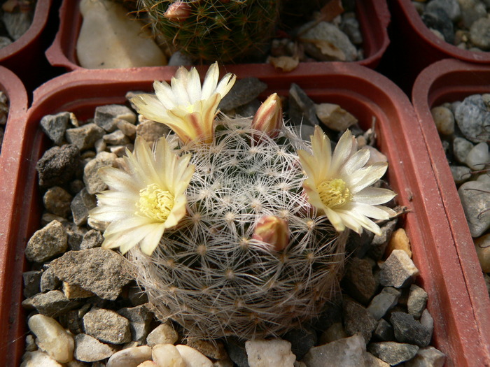 mammillaria_nana_ssp.duwei