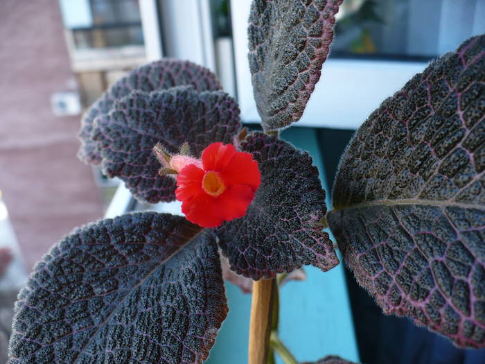 P1090532 - Episcia 2009 - 2010 - 2012 - 2014