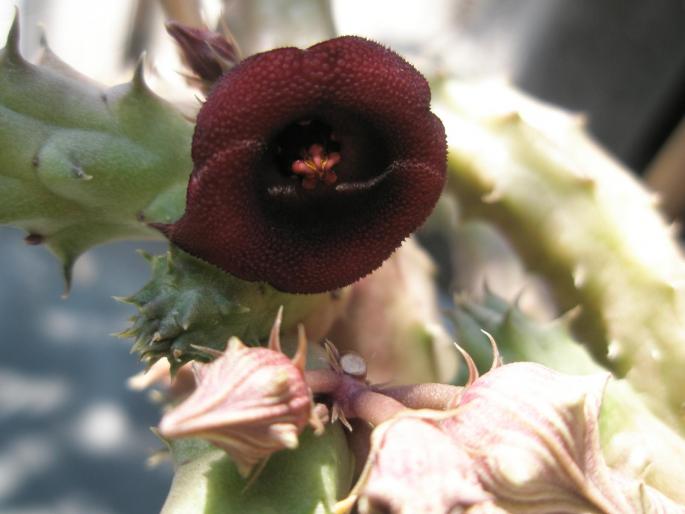 floare de Huernia schneideriana - Suculente 2008