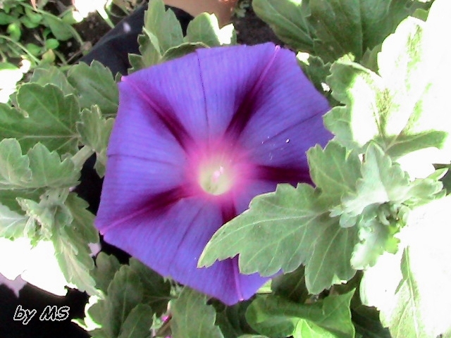  - Zorele-Ipomoea purpurea-09-11