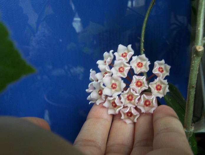 Floare Hoya carnosa - DIVERSE PLANTE