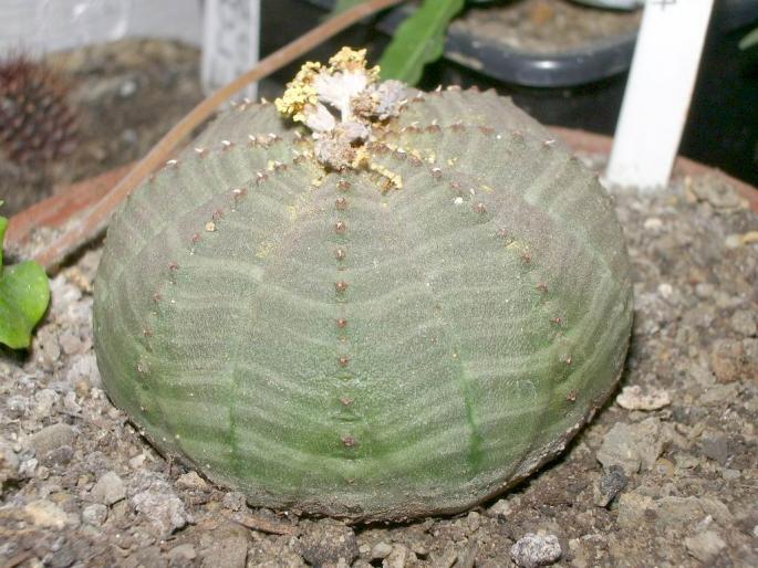 Euphorbia obesa - Suculente