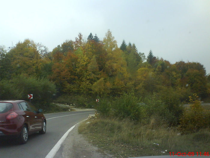 DSC02220 - transfagarasean si flora din Drauseni  BV