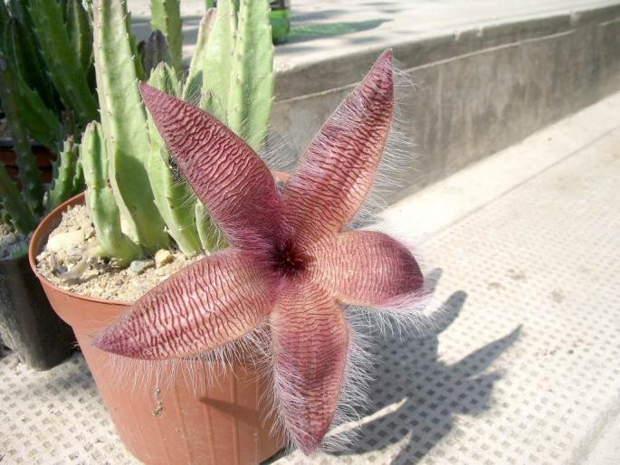 Stapelia flavirostris - Asclepiadaceae