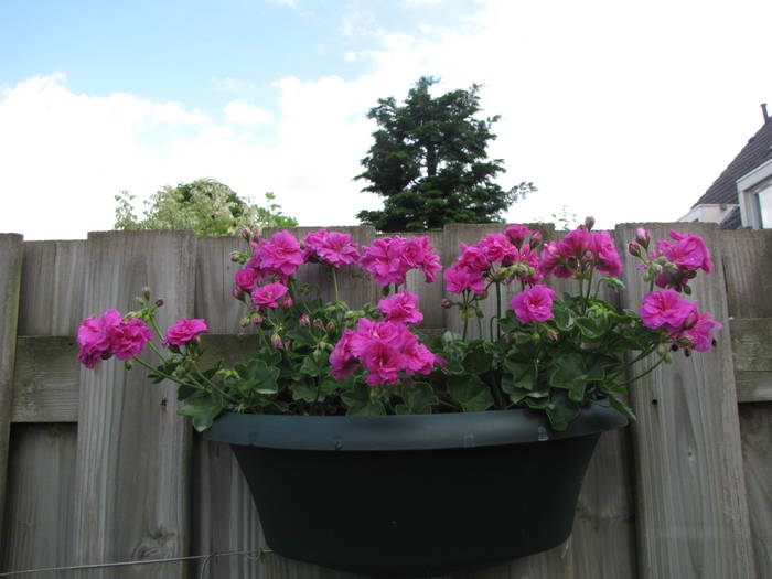 Muscate curgatoare 17 iul 2009 (2)