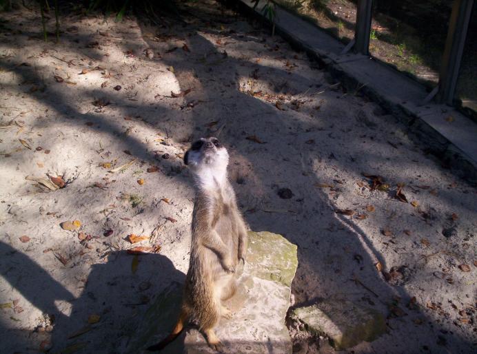 190 centru papag. 6 oct 2007 (31)