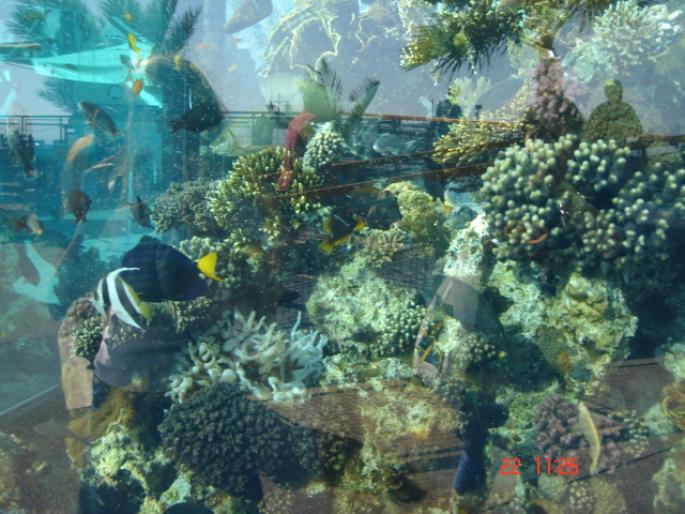 505 Israel - Eilat - The Observatory Marine Park - 2008 ISRAEL NOIEMBRIE