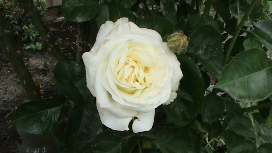 Trandafir alb 26 mai 2008 - trandafiri