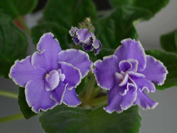 Caribbean Blue - 2013 - Violete Africane