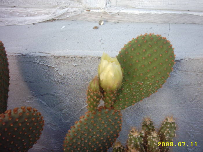 33-Opuntia microdasys - cactusi