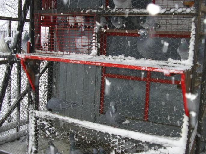 IMGP0475 - Cursierii vazduhului