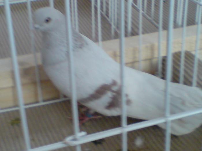 DSC00938