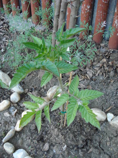 Tomato Gardeners Delight (2009, May 10)