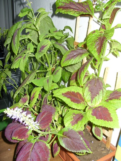 SDC16410 - flori in taina