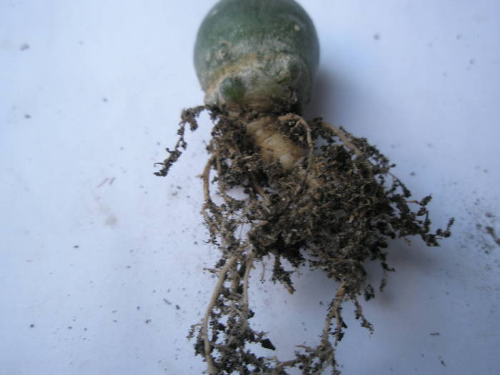 P4110208 - RADACINI de cactus