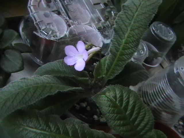 19.02 - streptocarpus 2009