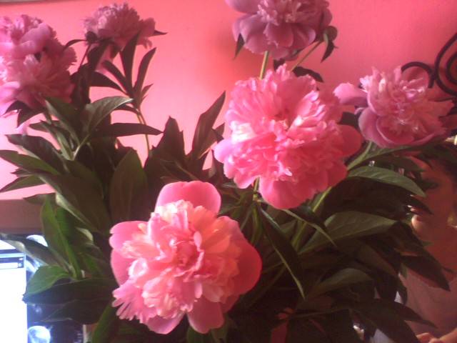 IMG_0510; bujori din gradina mamei
