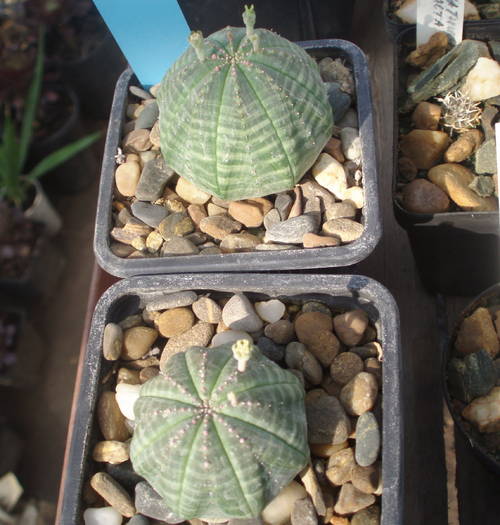 Euphorbia obessa, mascul si femela - suculente -nu le mai am