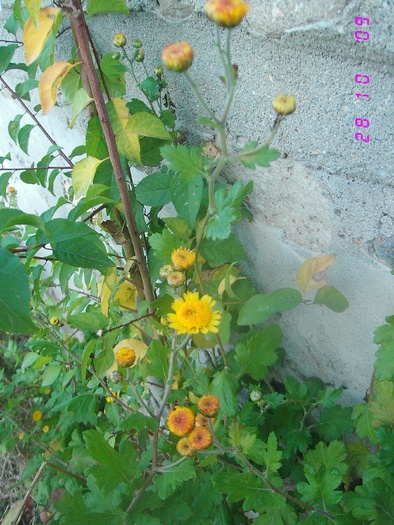 IMG_0086 - Tufanici-Crizanteme