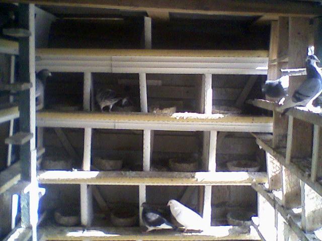 Fotografii-0051 - Porumbeii mei calatori