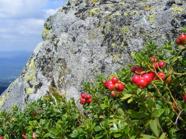 DSCF4253 - 2 august 2009 Traseu Suior Secatura Creasta Cocosului Gutaiul Doamnei  Vf Gutai