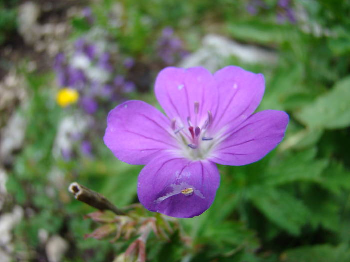 DSC03780 - Concediu 2009