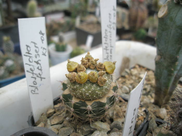 Blosfeldia fechseri - plantele lui George Nitu