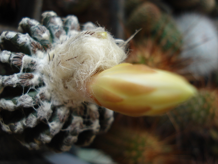 Discocactus horstii.