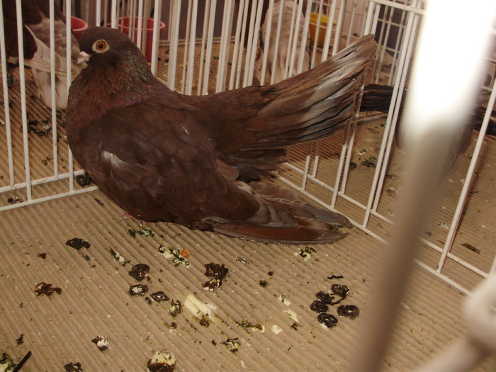 castaniu 9 - 1510 rz