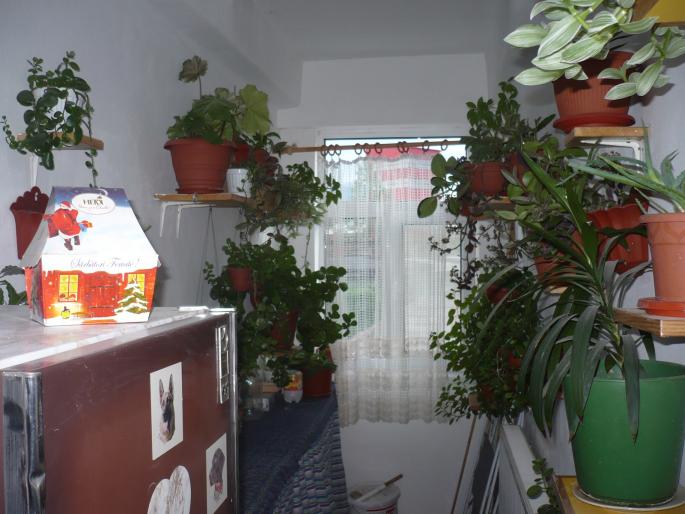 HOL CU FLORI - ALBUM DE FAMILIE