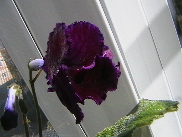 olwen - streptocarpus 2009
