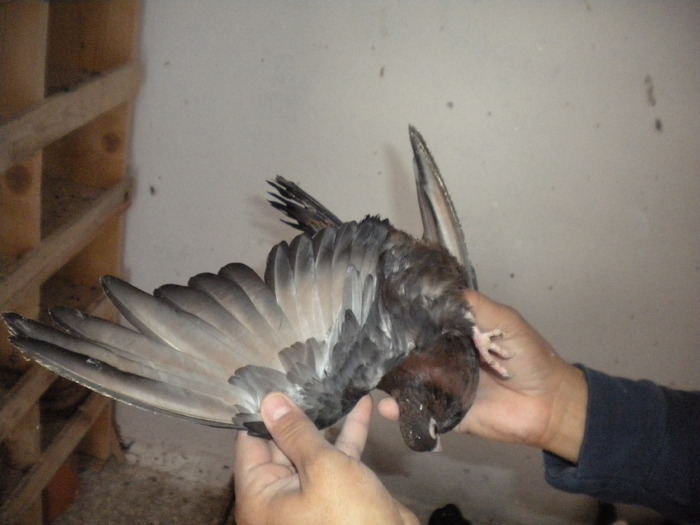 Picture 174 - Raicu 1