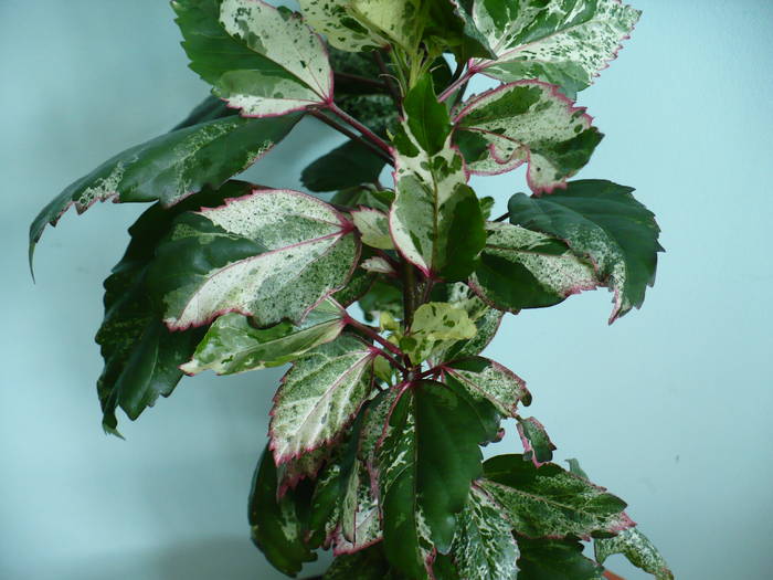 frunzis Hibiscus Cooperi