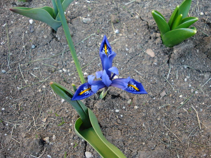 Iris reticulata Harmony (2009, March 28) - Iris reticulata Harmony