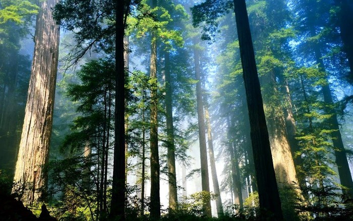 FOREST - 171 - Nature Wallpapers