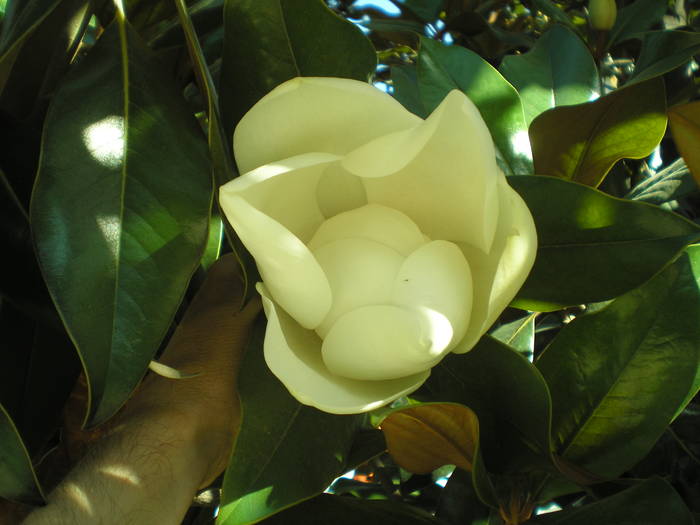 P6300184 - magnolia grandiflora Spania 2008