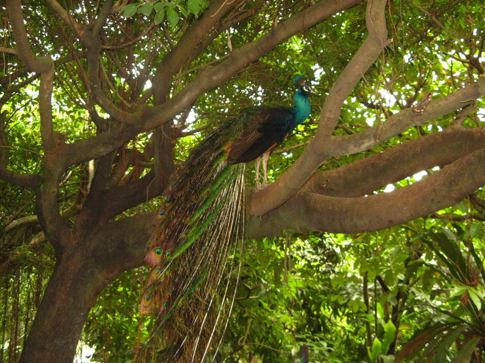 IMG_0281 - 2_1 - Kuala Lumpur Bird Park
