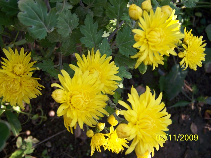 100_3757 - Toamna in curte  Timisoara