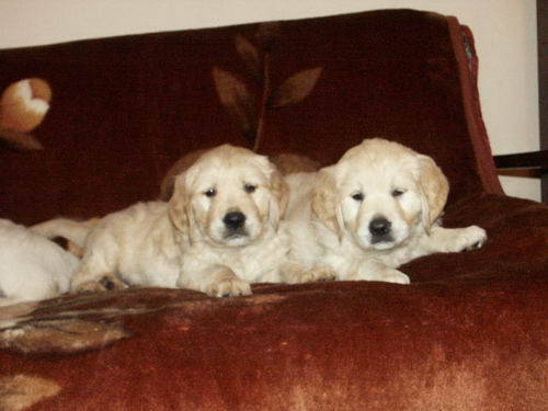 Golden Retriever; catei 7 sapt in 2006
