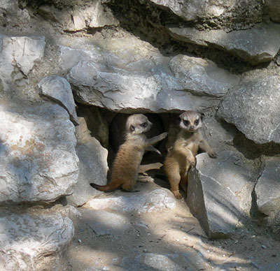 suricate-la-gradina-zoologica-din-lignano