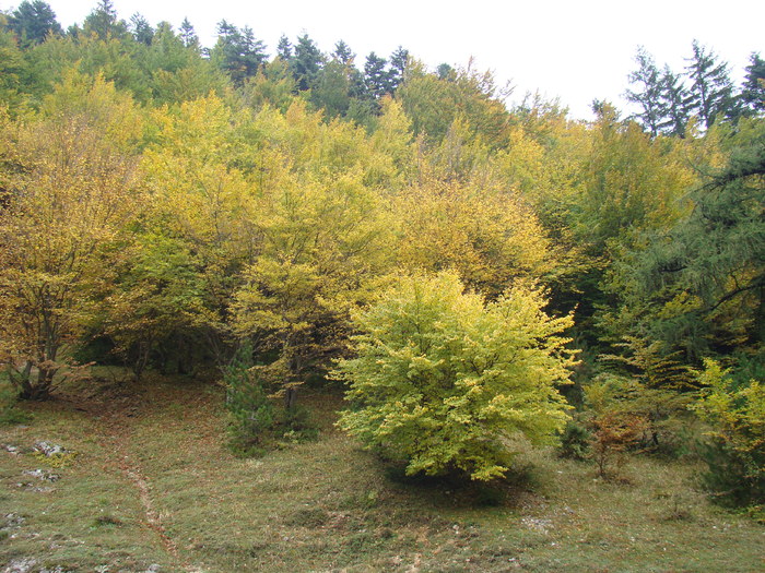 DSC04532 - Valea Crapaturii - Piatra Craiului