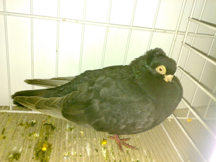 ardeal m 14 - 1509 rom juc 1