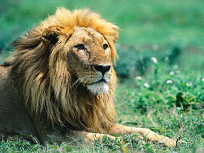 african-lion[1] - Africa animals
