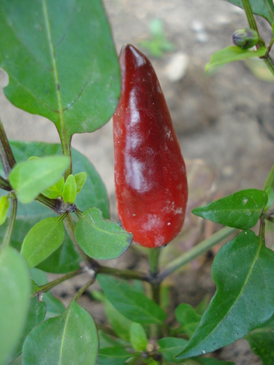 Black-Red Chili Pepper (2009, Aug.12) - Black Chili Pepper_01