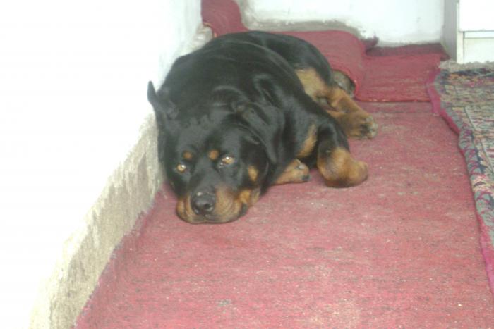 mascul 11luni - ROTTWEILER