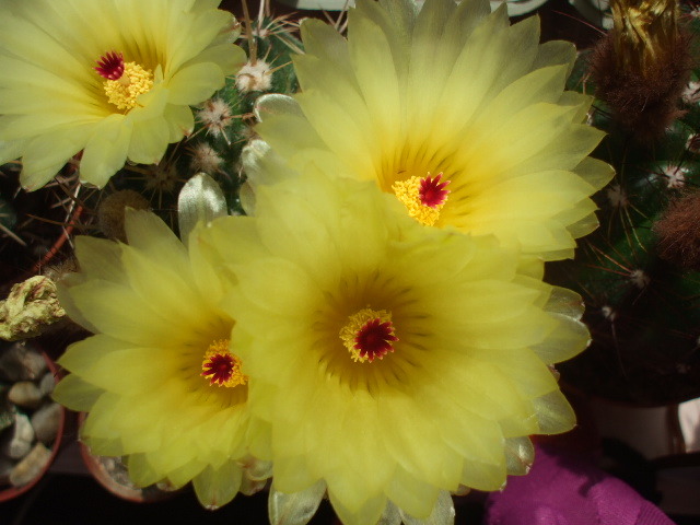 Notocactus submammulosus - cactusi infloriti